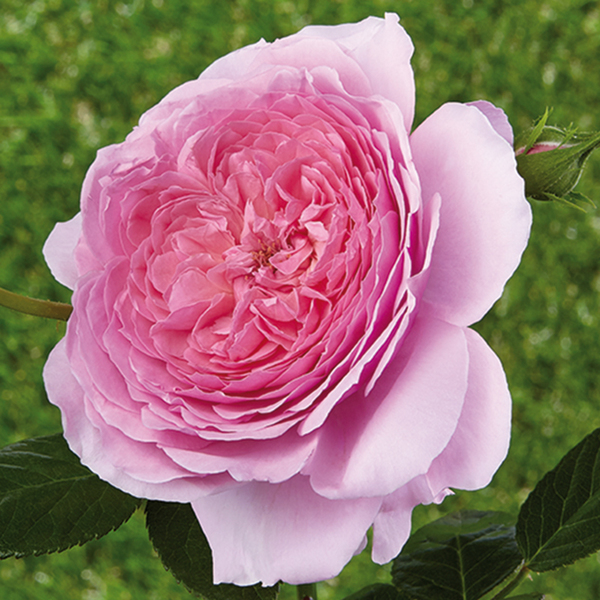 Rosiers romantiques
