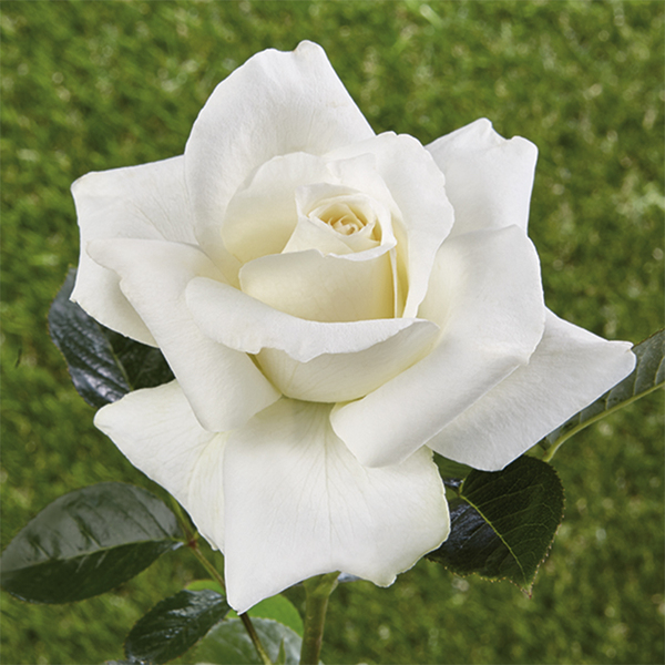 Rosiers historiques