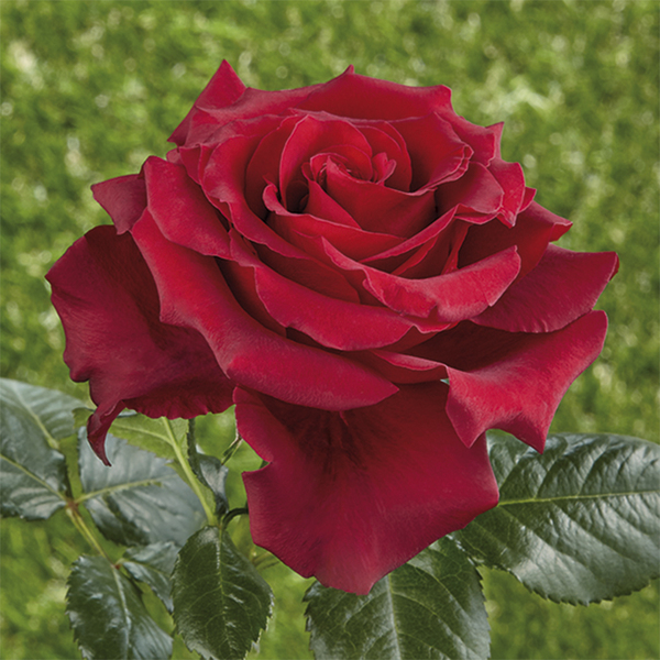Rosiers hybrides de thé