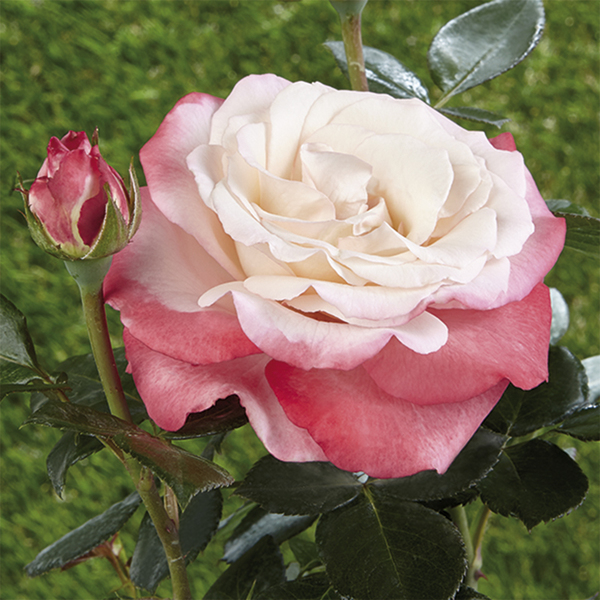 Rosiers pour plate bandes