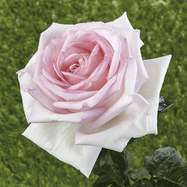 Rosiers buissons