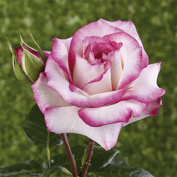 Rosiers grimpants et lianes