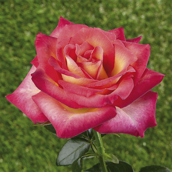 Rosiers miniatures