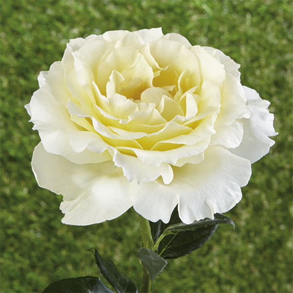 Rosiers couvre sol